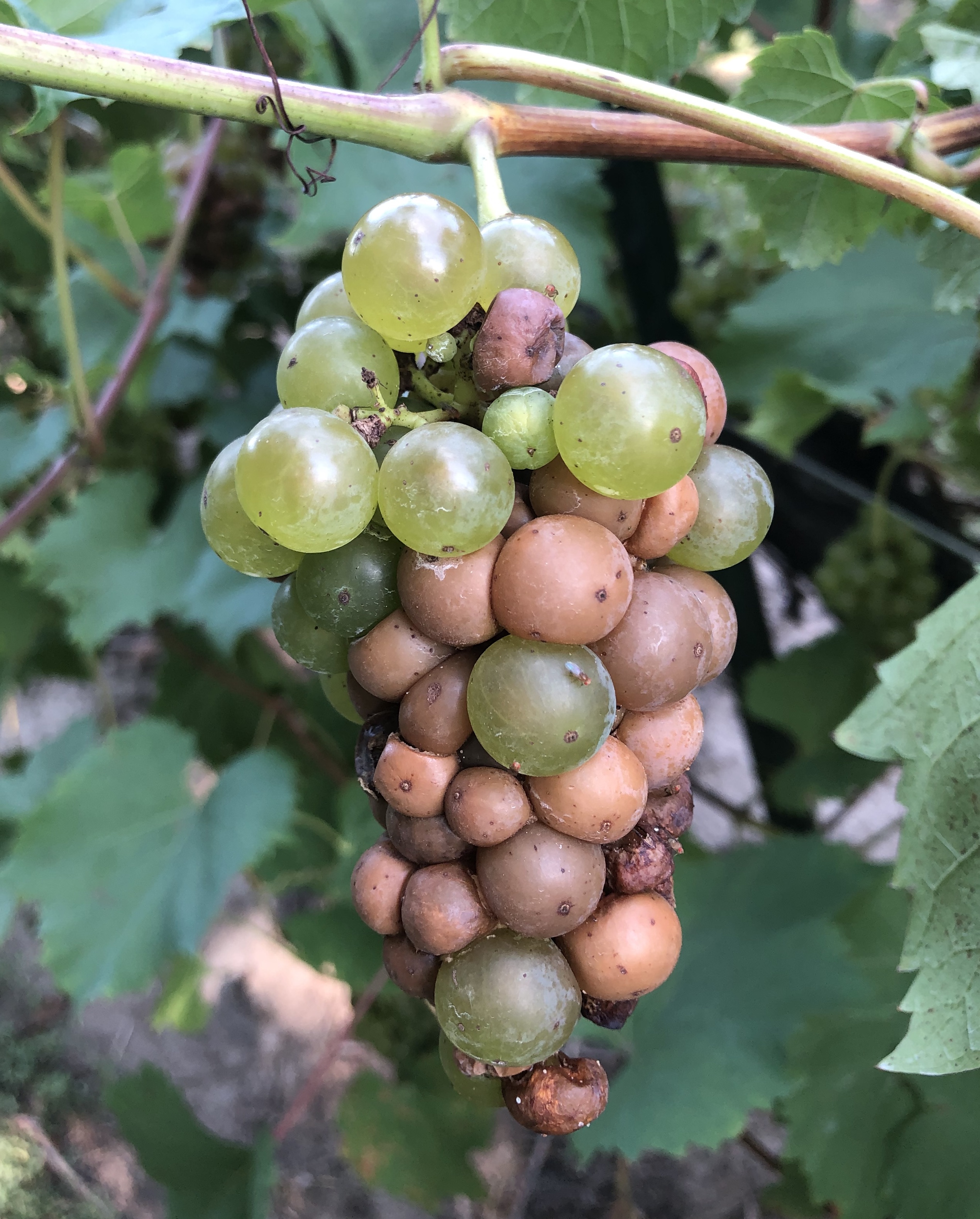 Sour rot on grapes.